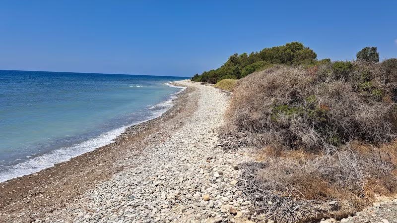 Dog beach walk